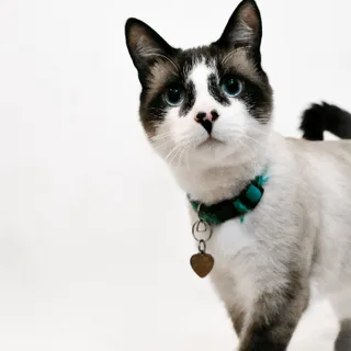 Snowshoe