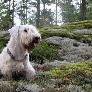 Sealyham Terrier