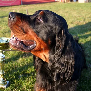 Setter Gordon