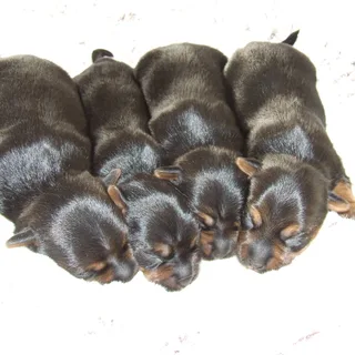 Terrier Australiano Setoso