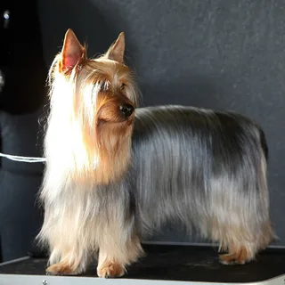 Terrier australiano sedoso