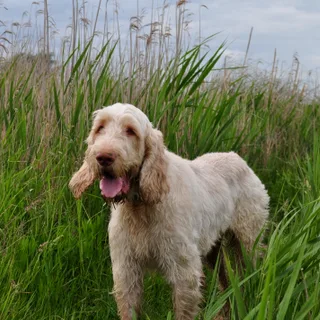 Spinone Italiano