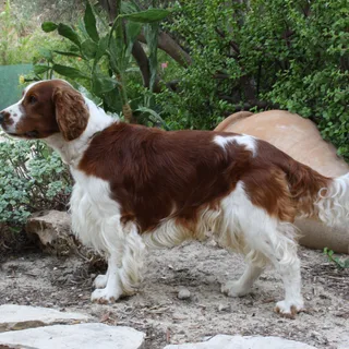 Welsh Springer Spaniel