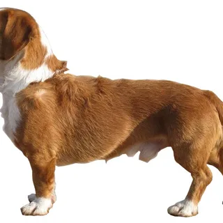 Westphalian Dachsbracke