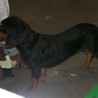 Basset des Alpes