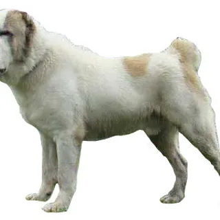 Central Asian Shepherd Dog