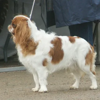 King Charles Spaniel
