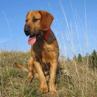Styrian Coarse-haired Hound