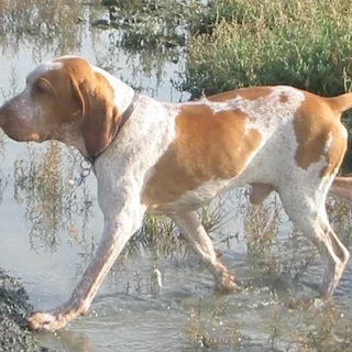 Braco italiano