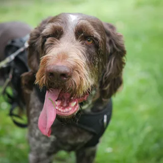 German Wirehaired Pointer