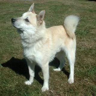 Buhund Noruego