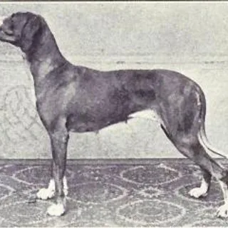 Old Danish Pointer