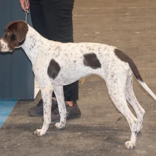 Alter dänischer Vorstehhund