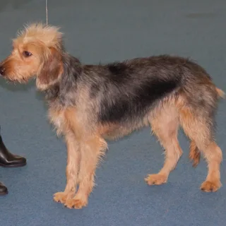 Bosnian Coarse-haired Hound
