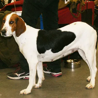 Sabueso de Halden