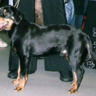 Sabueso de Småland