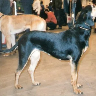 Sabueso griego