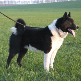 Perro de oso de Carelia