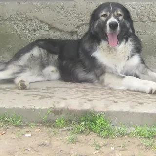Cão Pastor Romeno dos Cárpatos