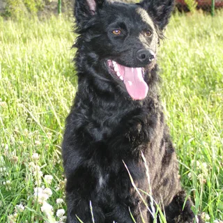 Croatian Sheepdog