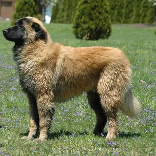 Perro de montaña portugués