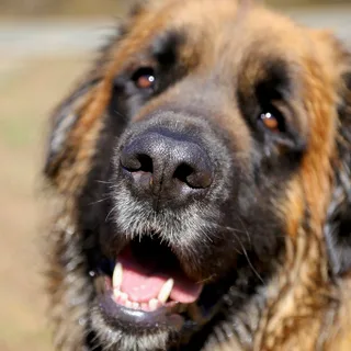 Chien de montagne portugais