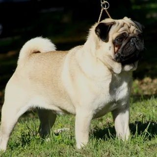 Pug