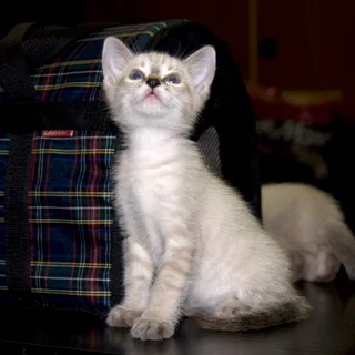 Tailandés