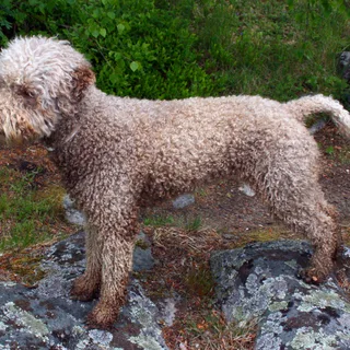 Perro de agua romañol
