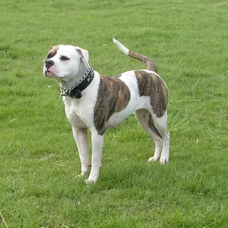 Bulldog americano