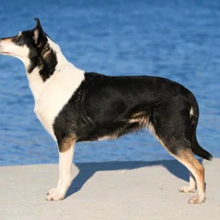 Collie de pelo corto