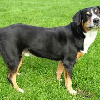 Entlebucher Sennenhond