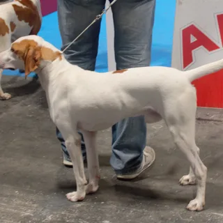 Segugio istriano a pelo corto