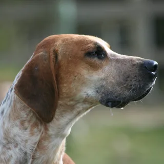 Foxhound inglés