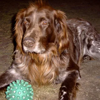 Duitse staande hond langhaar