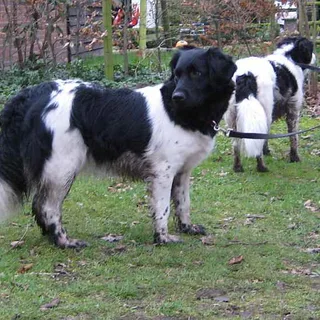 Stabyhoun