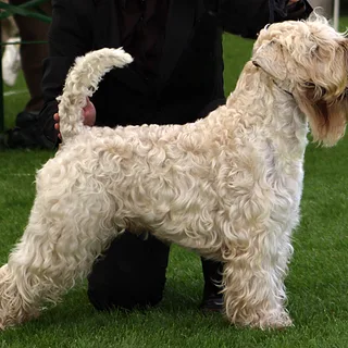 Soft-coated Irish Terrier