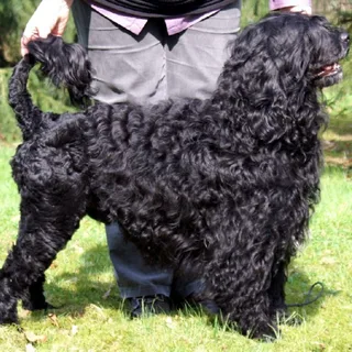 Perro de Agua Portugués