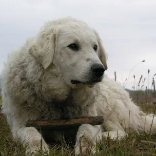 Kuvasz húngaro