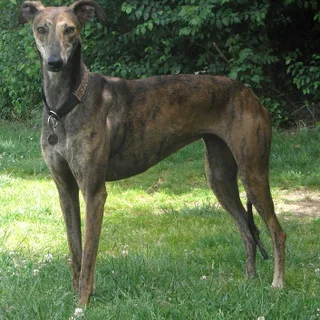 Galgo Español