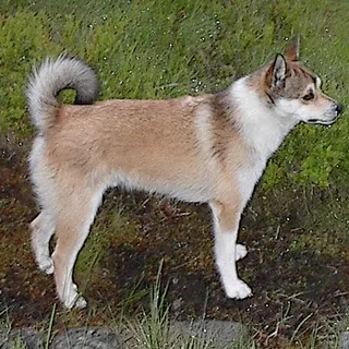 Perro noruego de frailecillo
