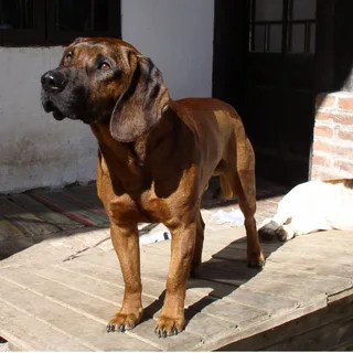 Sabueso de Hannover