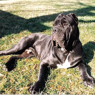 Mastino Napoletano