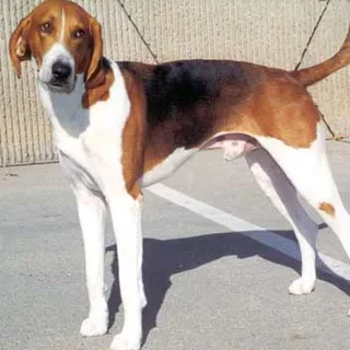 Foxhound americano