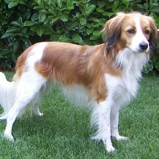 Pequeño perro holandés de caza de aves acuáticas