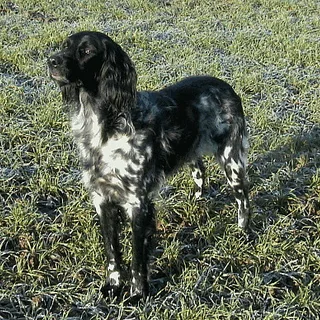 Gran Münsterländer