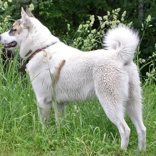 Laika de Siberia occidental