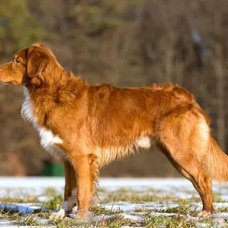 Retriever de Nueva Escocia