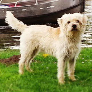 Smoushond olandese