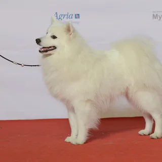 Spitz Giapponese